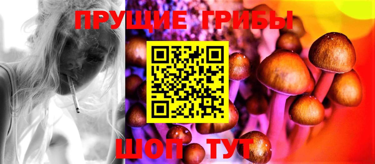 Псилоцибиновые грибы Psilocybe Киселёвск